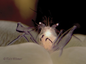 Bubble Coral Shrimp at Komodo.  G9/DS160s/Stacked UCL165s... by Richard Witmer 